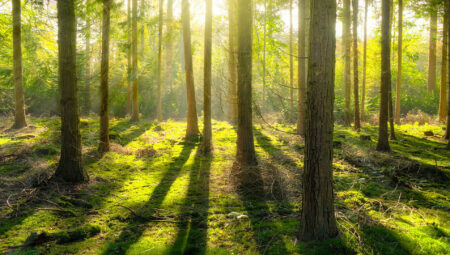 MailStore und EBERTLANG setzen auf Nachhaltigkeit: MailStore Server kaufen, Wald schützen!