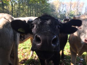 cow at the river niers